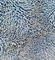 Mavi Mikrofiber Kumaş Twisted 450gsm Paspas% 80 polyester% 20 poliamid Kumaş